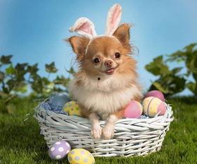 娱乐吃瓜酱小狗吉祥